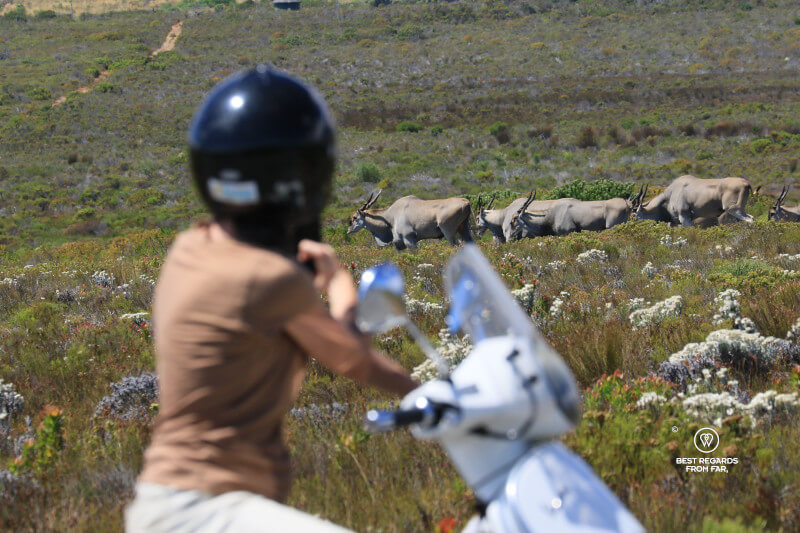 The Cape Peninsula 2-Day Vespa Grand Tour 11 | Cape Town Vespa rentals