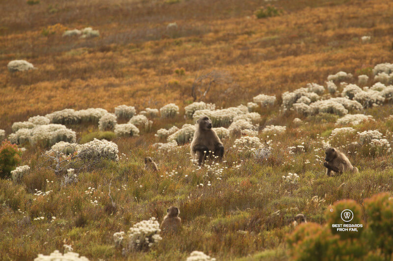 The Cape Peninsula 2-Day Vespa Grand Tour 17 | Cape Town Vespa rentals