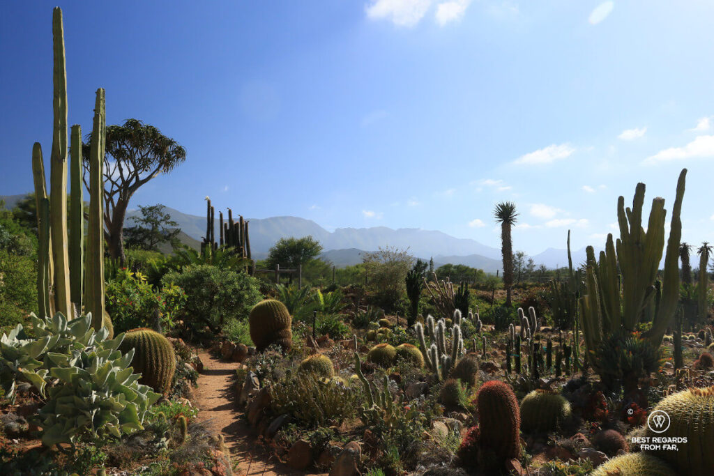 Tour 5 - 16 - sheilam-cactus-and-succulent-garden